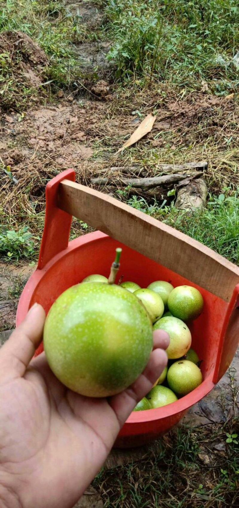黄金百香果