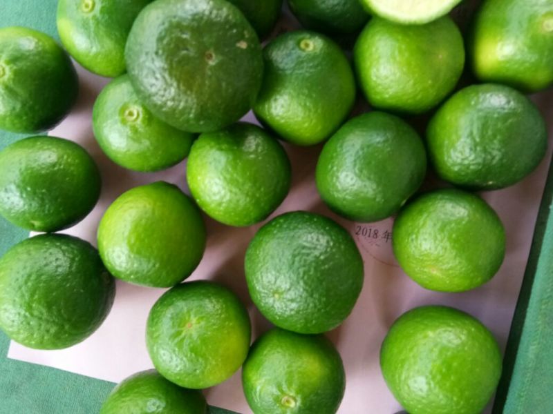 小青柑（茶果）4~5公分标准规格