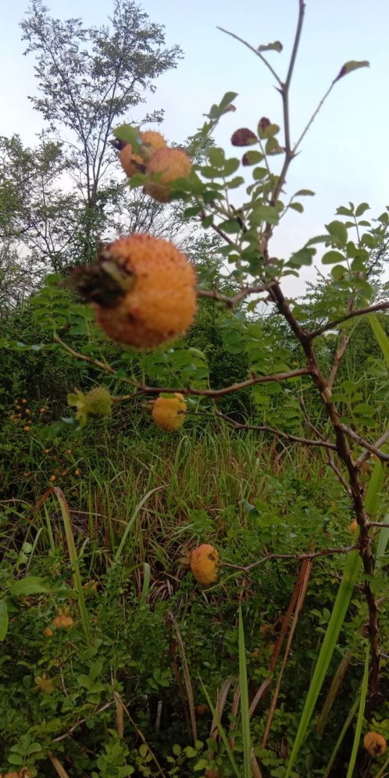 原生态刺梨