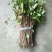 金银花苗40~50cm