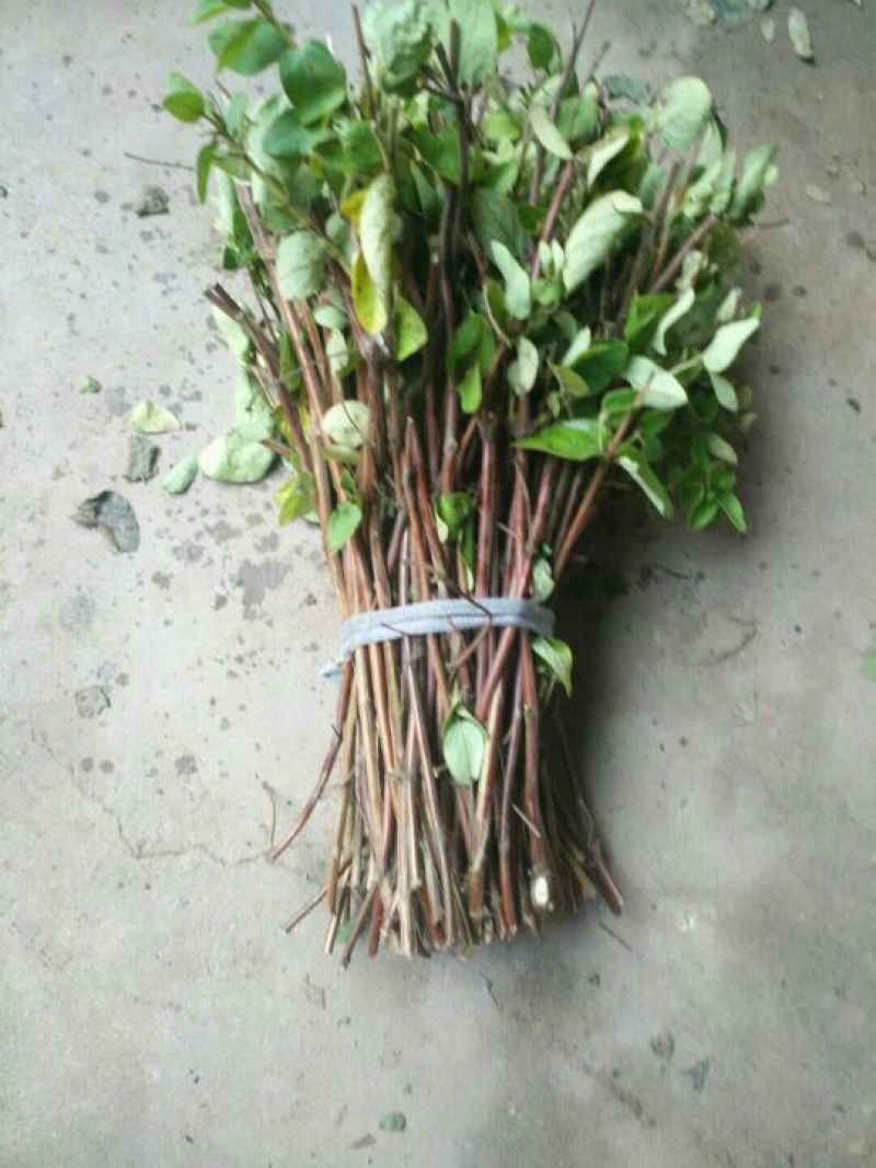 金银花苗40~50cm