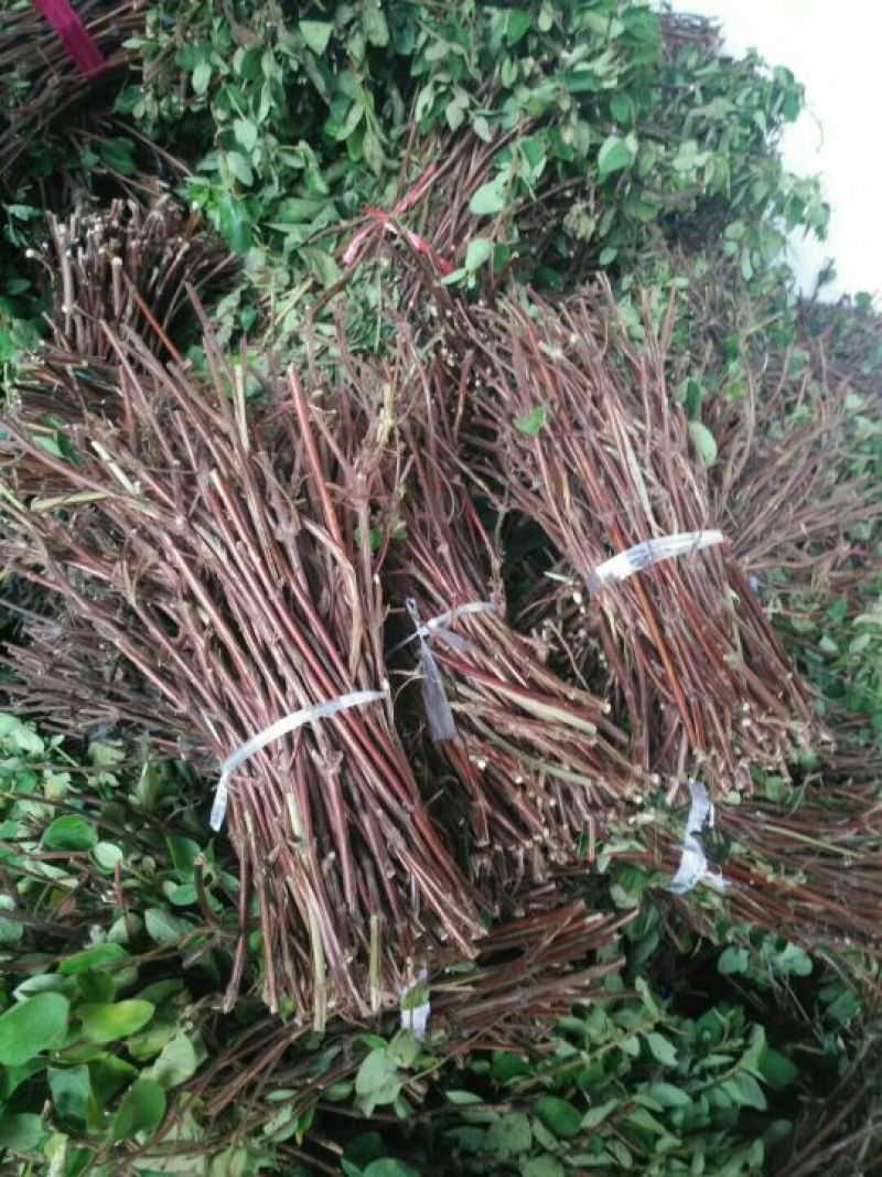 金银花苗40~50cm