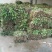 金银花苗40~50cm