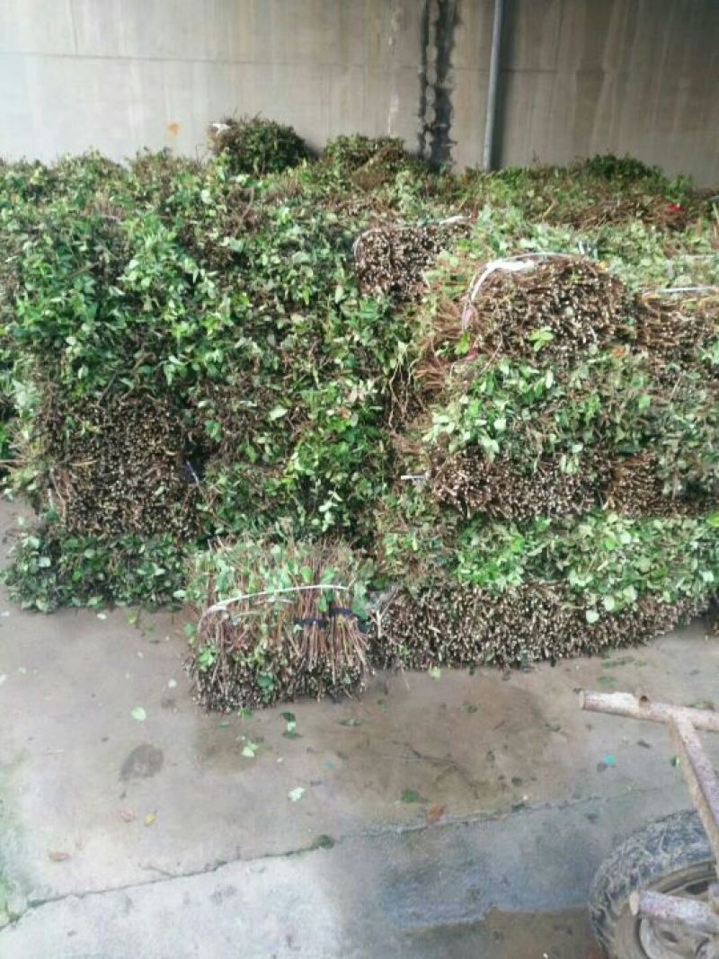 金银花苗40~50cm