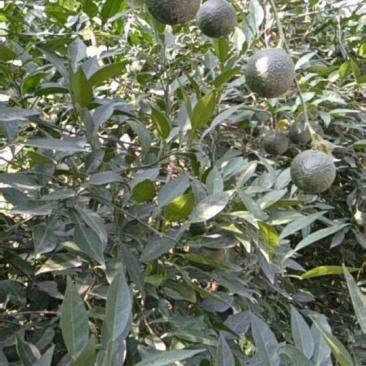 供应香橙