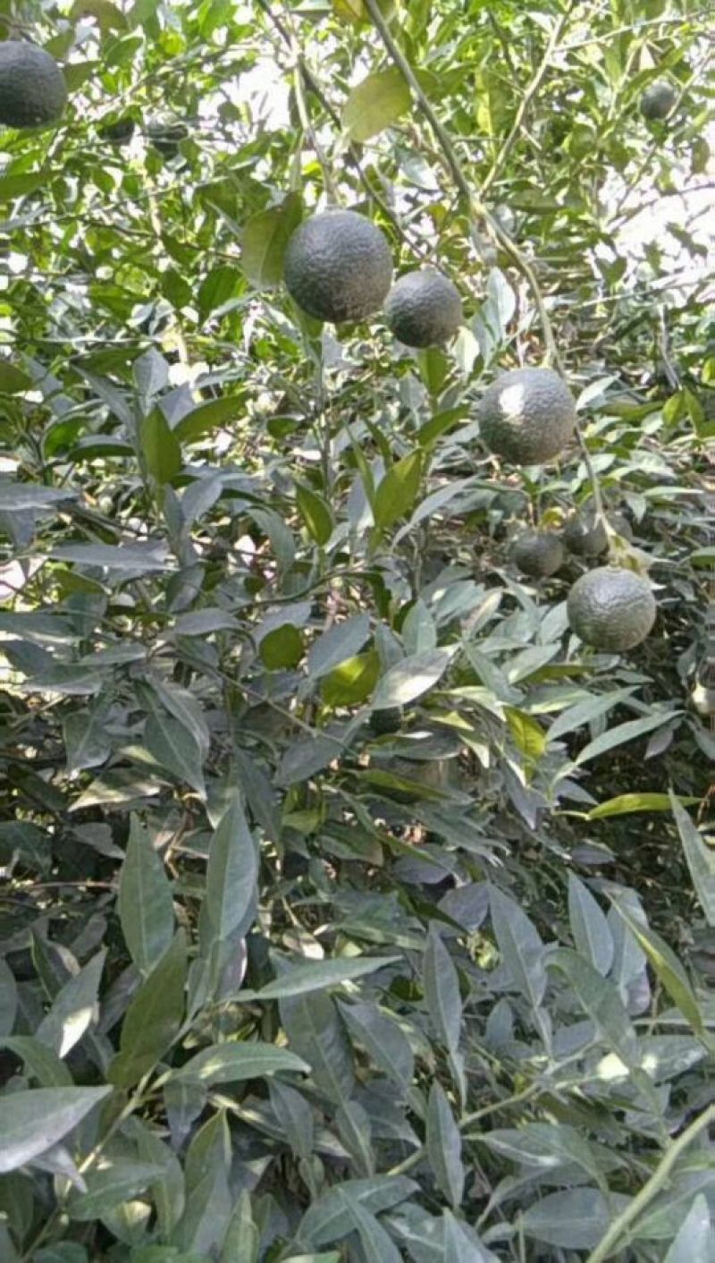 供应香橙