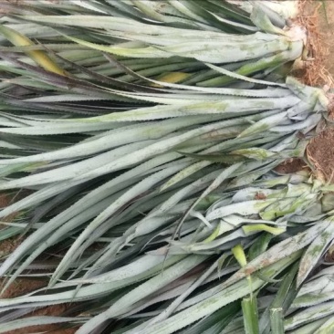 菠萝苗手撕菠萝苗