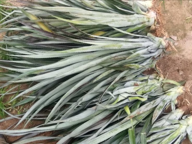 菠萝苗手撕菠萝苗