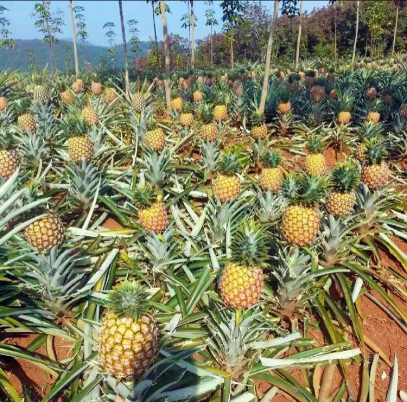菠萝苗手撕菠萝苗