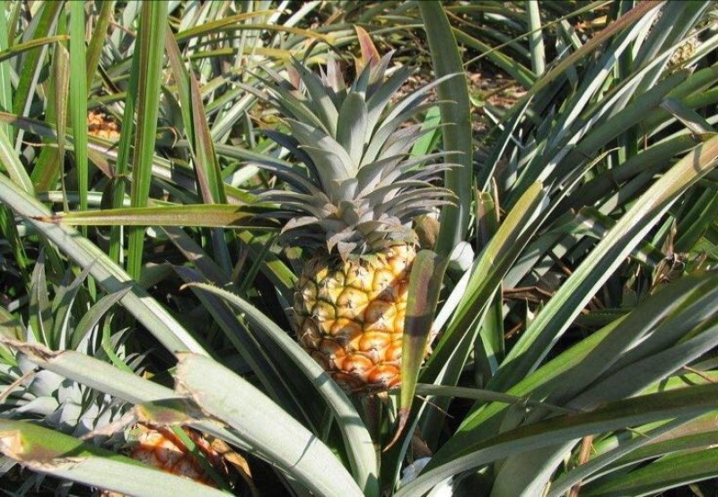 菠萝苗手撕菠萝苗