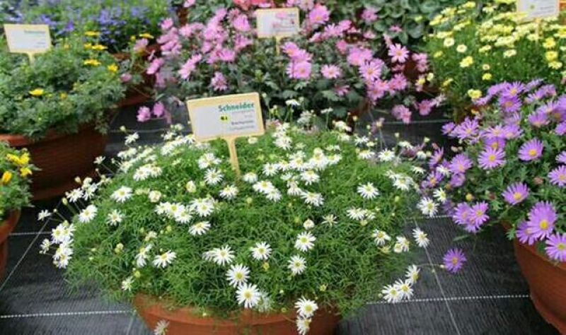 除草布