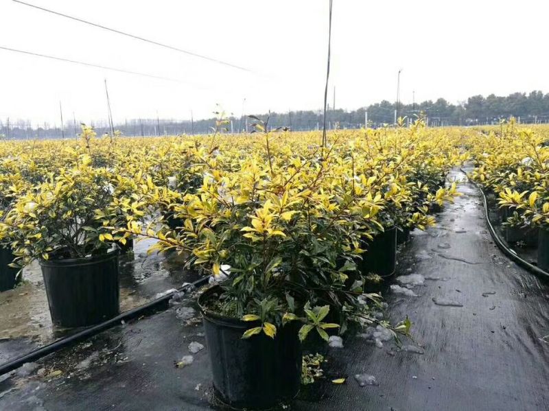 除草布