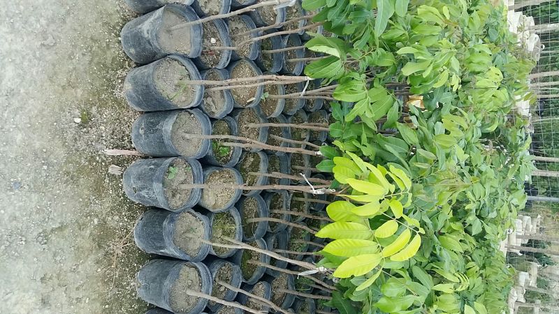 龙眼苗，产地直供，全国发货