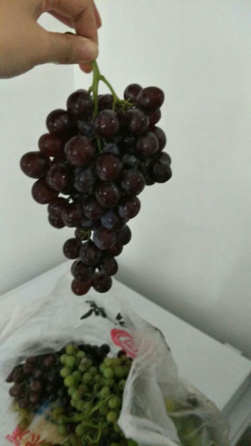 玫瑰香葡萄