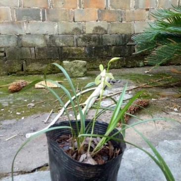 蕙兰不含盆