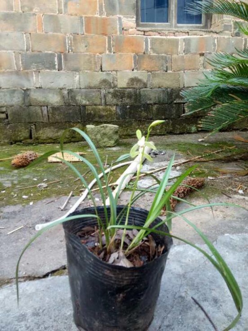 蕙兰不含盆