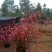 高山杜鹃4~6cm0.5~1米