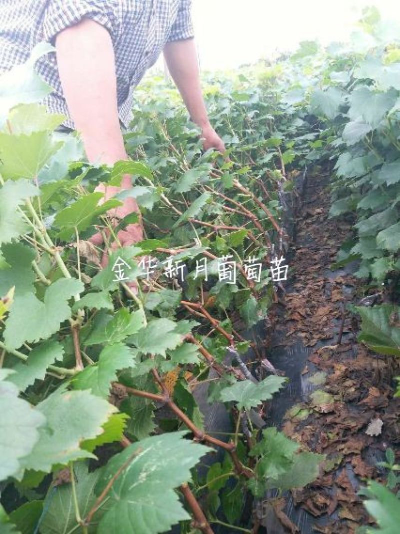 夏黑葡萄苗金华葡萄苗浙江葡萄苗基地扦插苗