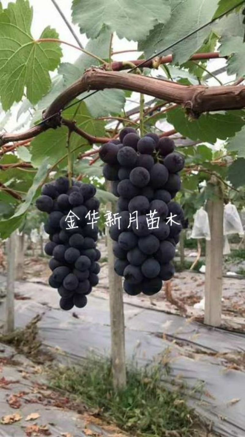 夏黑葡萄苗金华葡萄苗浙江葡萄苗基地扦插苗