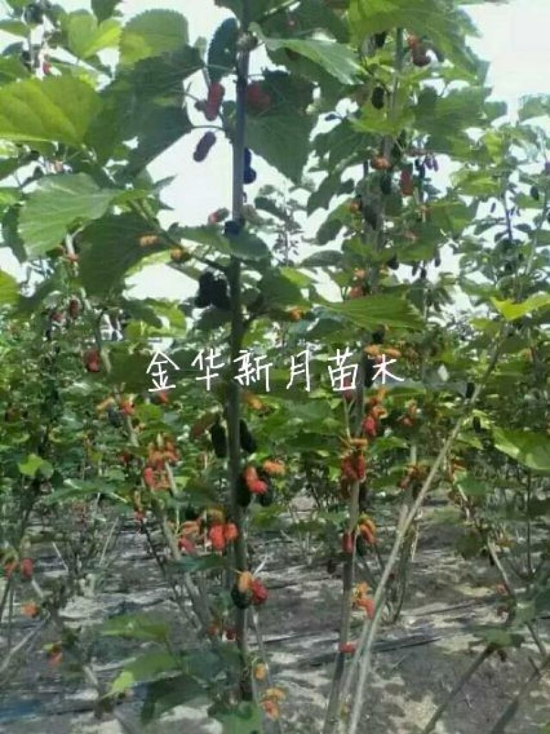 批发供应果桑苗，无籽大十，台湾长果桑，大白珍珠等，桑葚苗