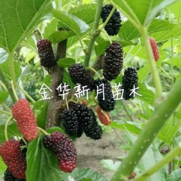 批发供应果桑苗，无籽大十，台湾长果桑，大白珍珠等，桑葚苗
