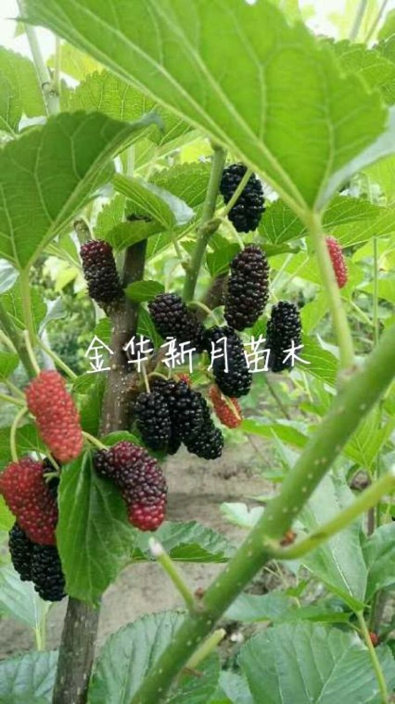 批发供应果桑苗，无籽大十，台湾长果桑，大白珍珠等，桑葚苗