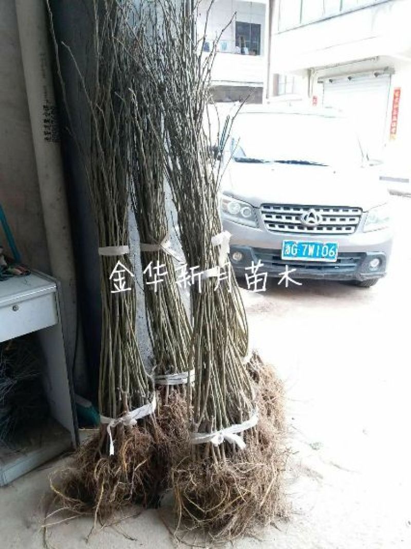 批发供应果桑苗，无籽大十，台湾长果桑，大白珍珠等，桑葚苗