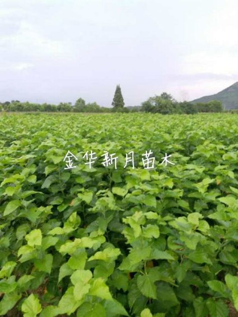 批发供应果桑苗，无籽大十，台湾长果桑，大白珍珠等，桑葚苗