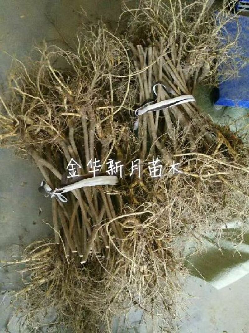 批发供应果桑苗，无籽大十，台湾长果桑，大白珍珠等，桑葚苗