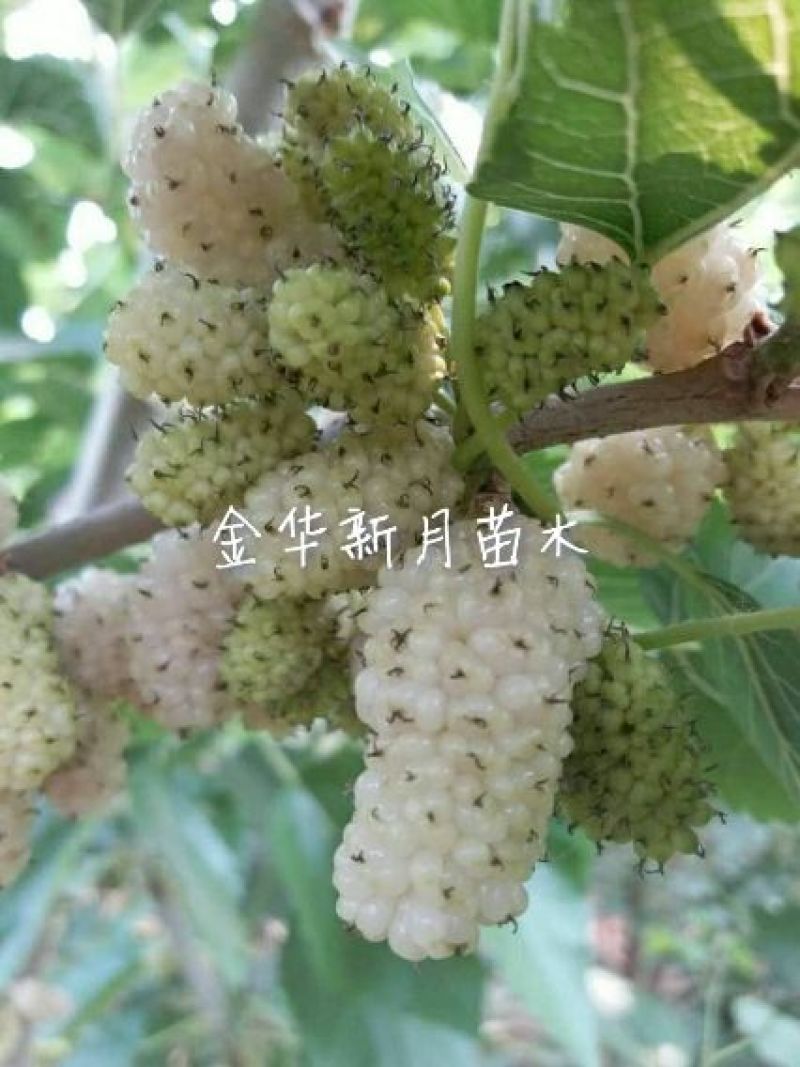 批发供应果桑苗，无籽大十，台湾长果桑，大白珍珠等，桑葚苗