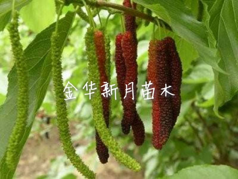 批发供应果桑苗，无籽大十，台湾长果桑，大白珍珠等，桑葚苗
