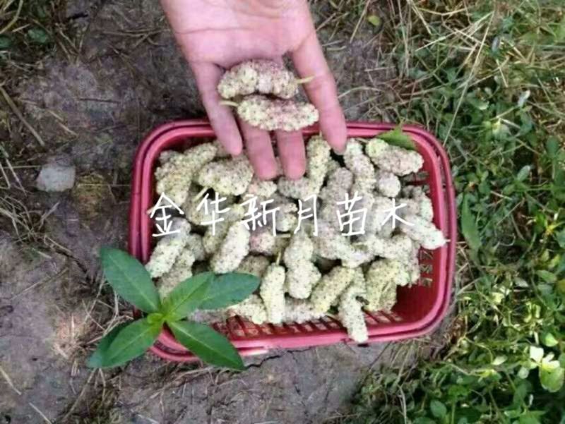 批发供应果桑苗，无籽大十，台湾长果桑，大白珍珠等，桑葚苗