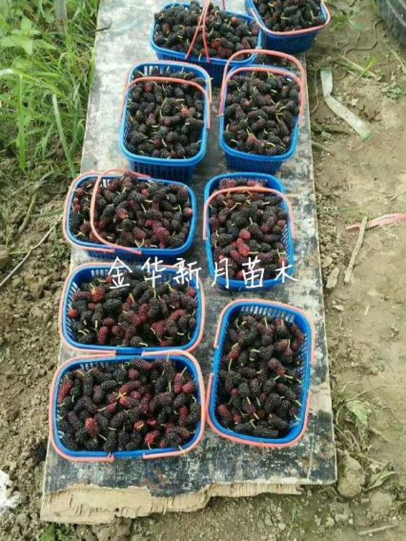 批发供应果桑苗，无籽大十，台湾长果桑，大白珍珠等，桑葚苗