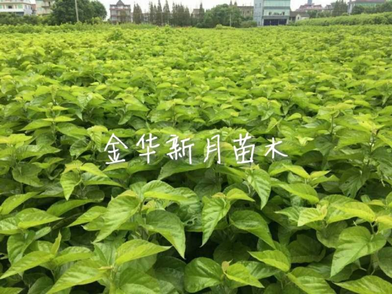 批发供应果桑苗，无籽大十，台湾长果桑，大白珍珠等，桑葚苗