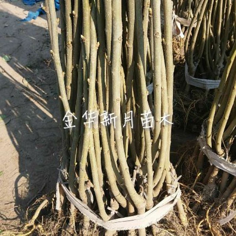 批发供应果桑苗，无籽大十，台湾长果桑，大白珍珠等，桑葚苗
