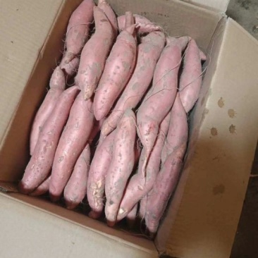烟薯优质薯，