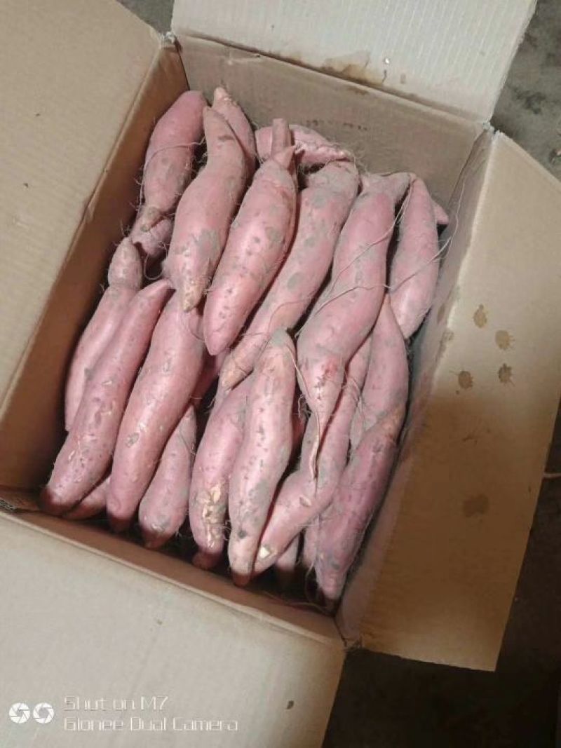 烟薯优质薯，