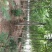 臭椿，6-8-10公分臭椿，千头椿，工程上用的椿树