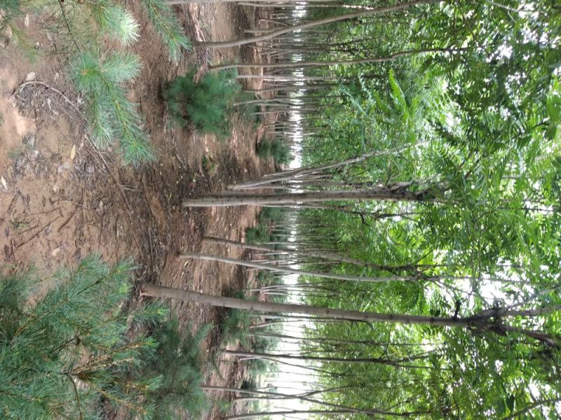 臭椿，6-8-10公分臭椿，千头椿，工程上用的椿树