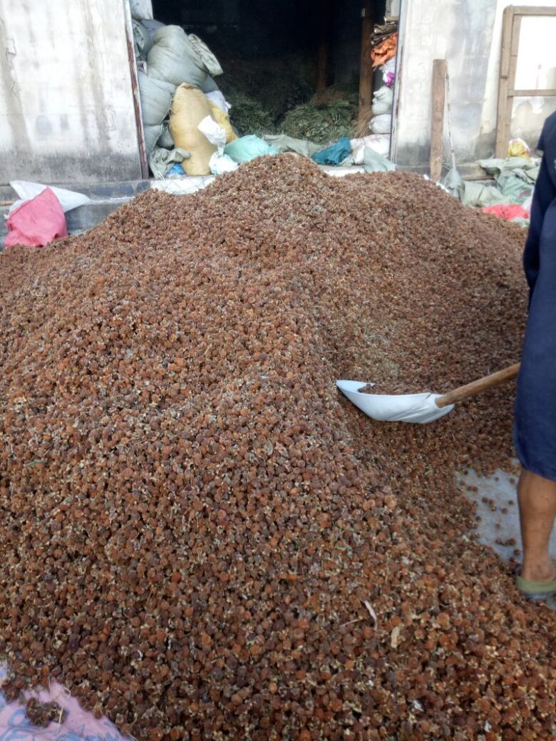 刺梨大货供应