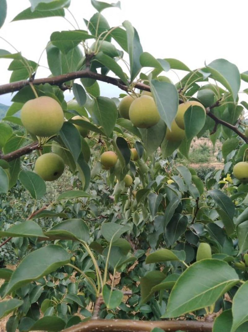 黑李子南果梨