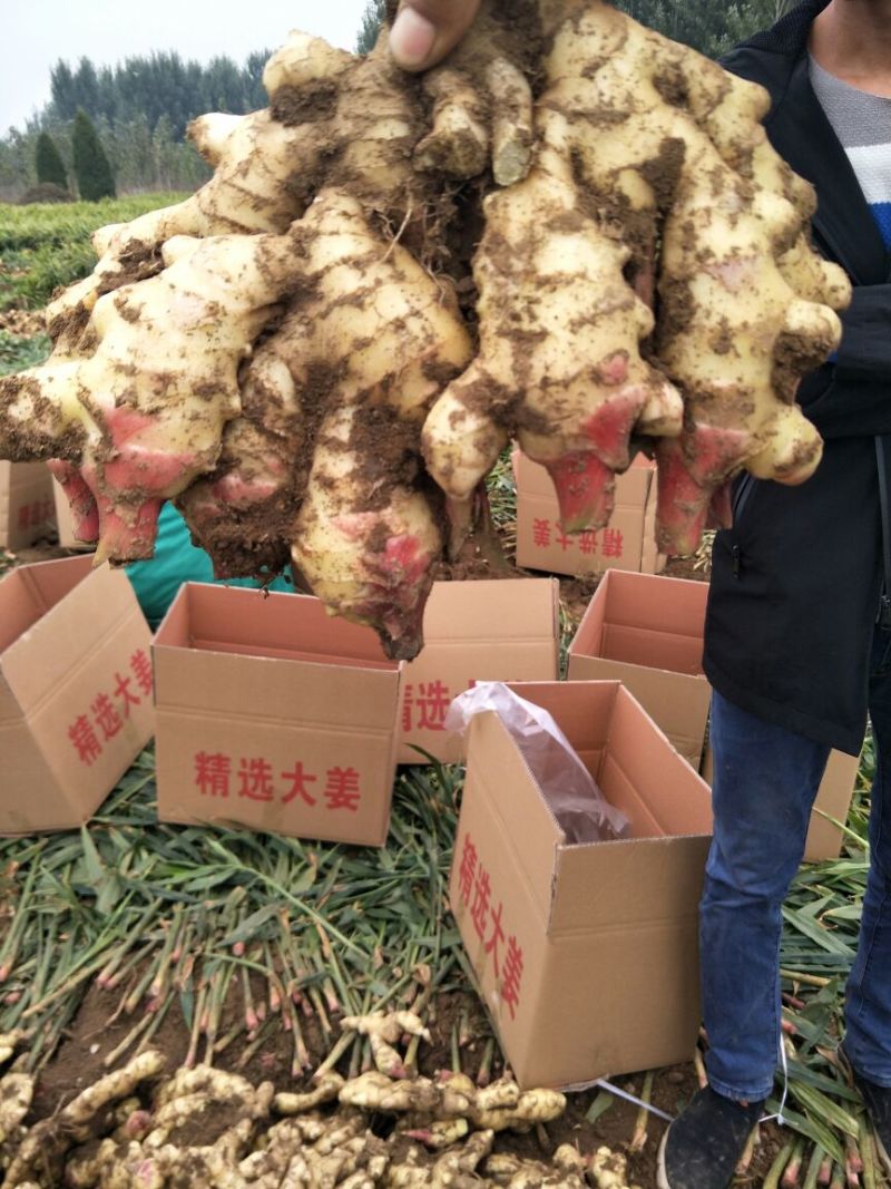 秦皇岛市抚宁区圆头姜上市欢迎新老客户前来预定