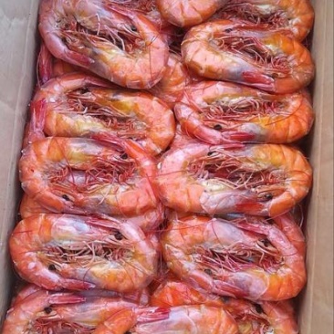 对虾冻虾