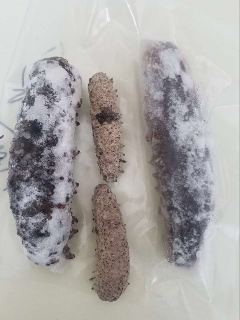 淡干海参