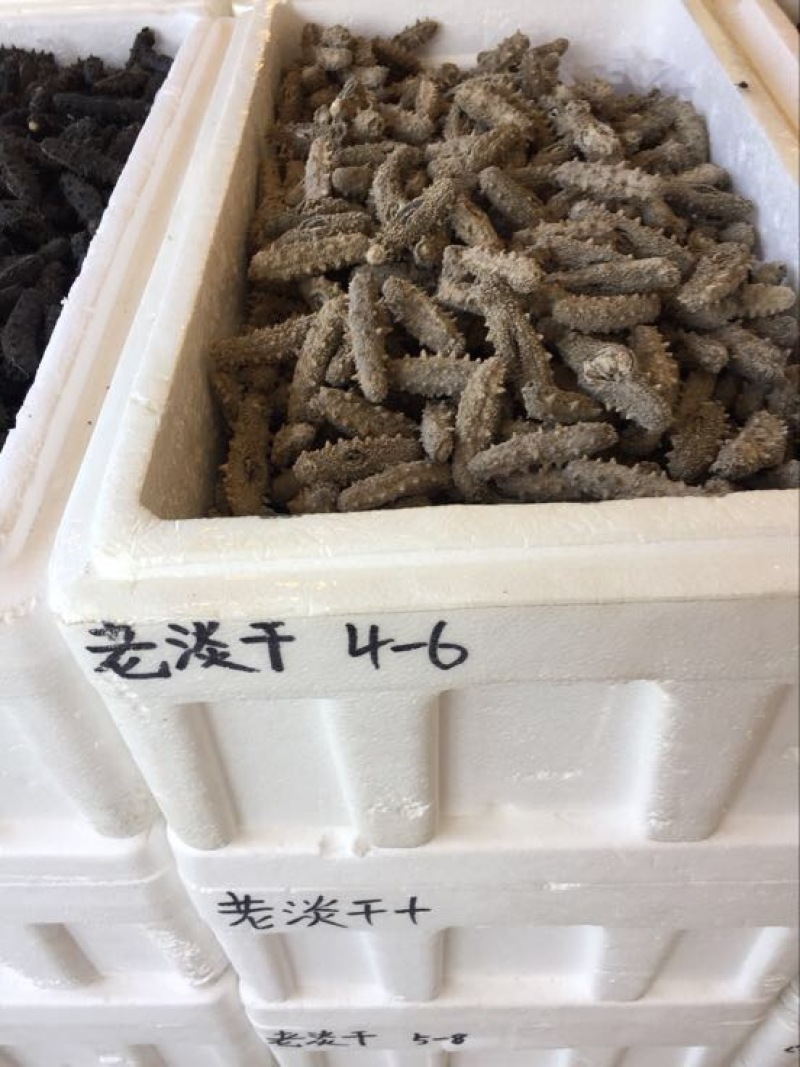 淡干海参