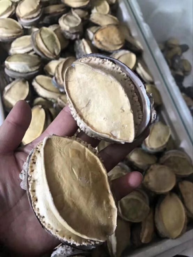 鲍鱼食用
