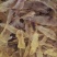 鳘鱼胶