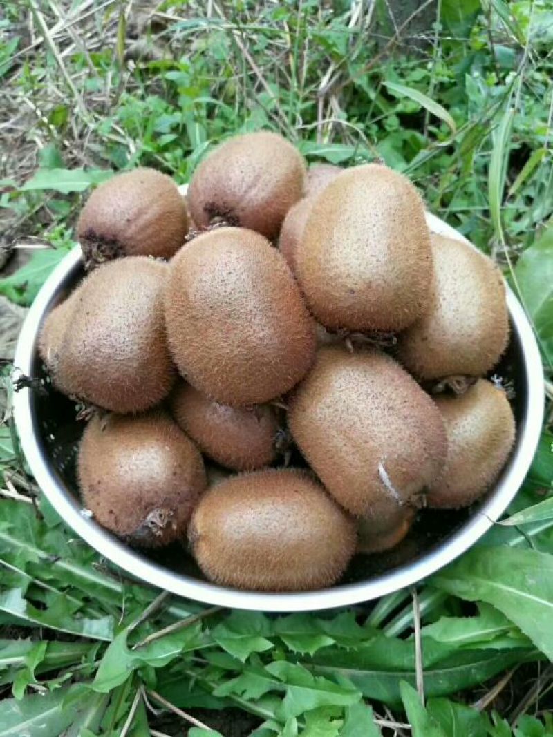 徐香弥猴桃亚特，海深得已开采