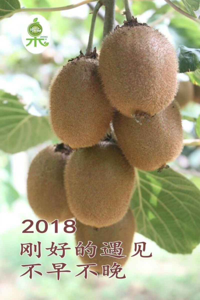徐香弥猴桃亚特，海深得已开采