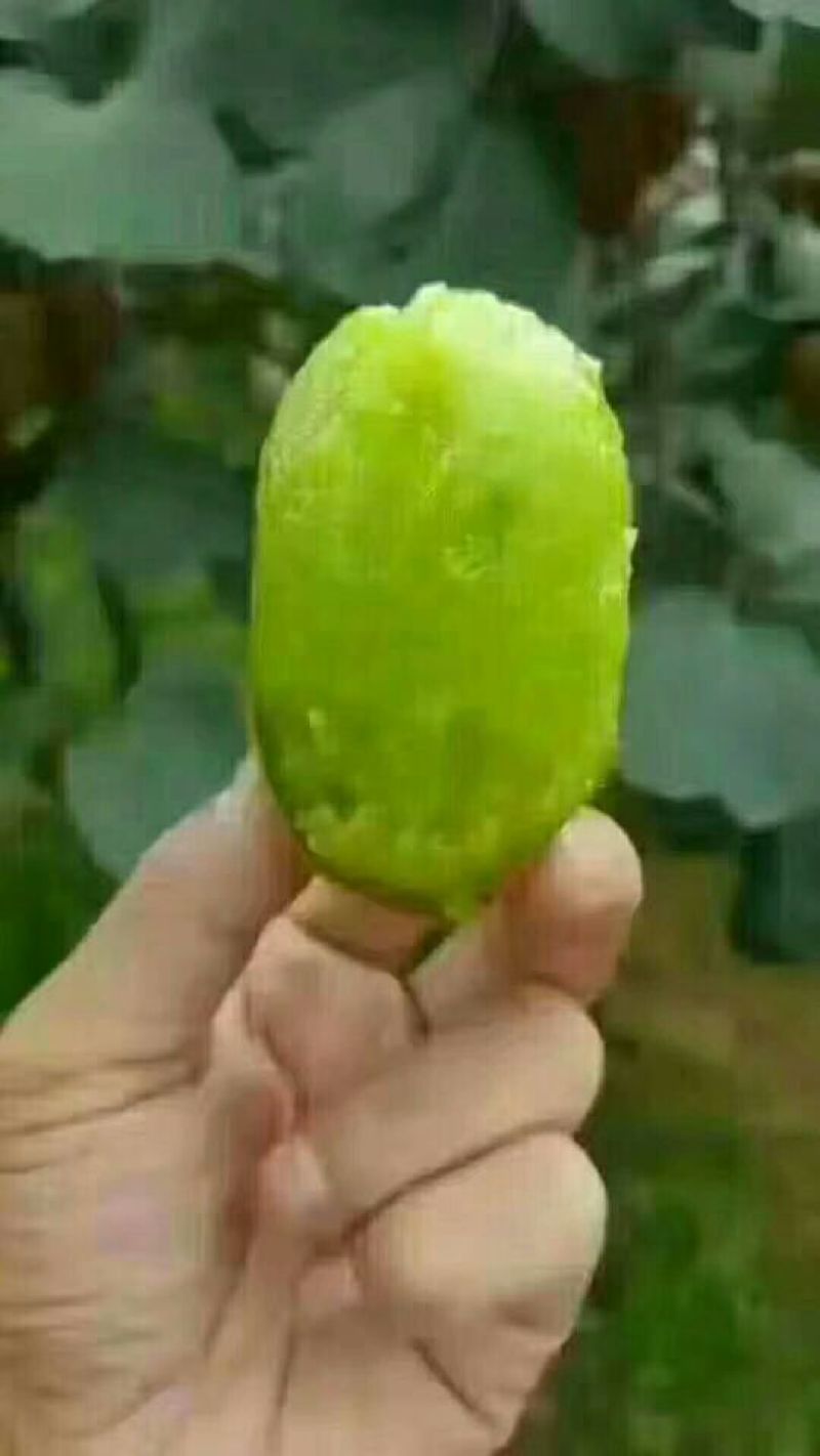 徐香弥猴桃亚特，海深得已开采